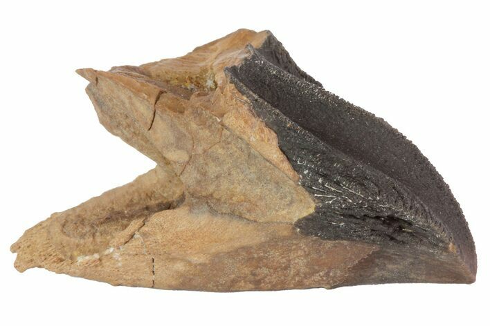 Rooted Triceratops Tooth - South Dakota #70137